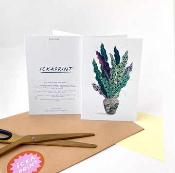 Rattlesnake Calathea